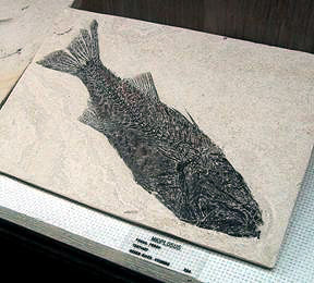 Fish Fossil