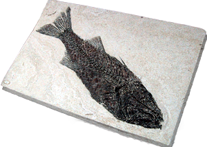 Fossil Fish