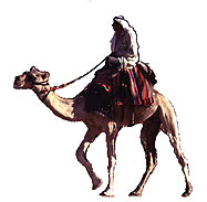 Bedouin man riding a camel