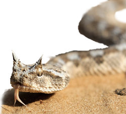 snake