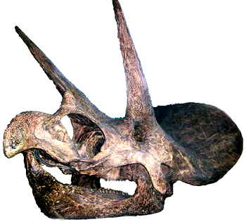 Triceratops